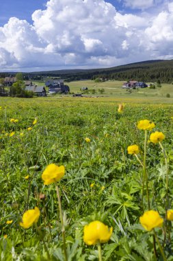 Ufukta kırsal evleri ve ormanı olan bir tarlada çiçek açan dünya çiçekleri.