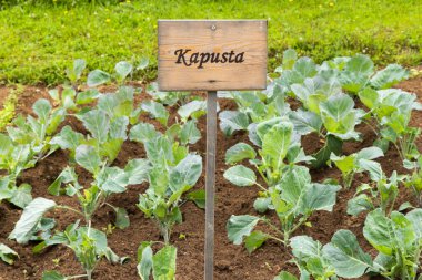 Zuberec, Slovakya 'da ahşap bir tabelayla bir bahçe yatağında büyüyen lahana bitkileri