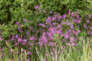Baharda doğal bir çayırda yeşil yaprakların arasında açan yabani pembe çiçekler.