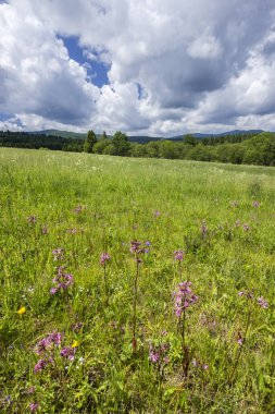 Çiçeklerle dolu yeşil çayır Polonya 'da bulutlu gökyüzünün altında ormana ve tepelere uzanıyor.