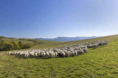 Yeşillik bir çayırda otlayan koyunlar engebeli tepelere ve uzak dağlara doğru uzanıyor.