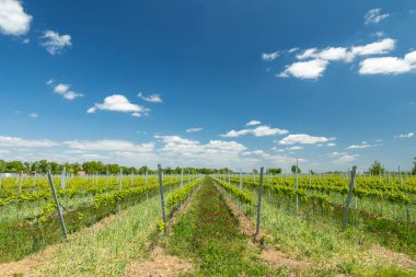 Yeşil üzümler, Ivan mikro-lejyonunda açık mavi gökyüzünün altında yapılandırılmış sıralarda yetişiyor.