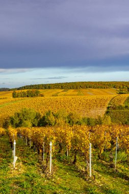 Chichee, Fransa 'da dramatik bir gökyüzü altında yuvarlanan tepeleri kaplayan altın üzümler
