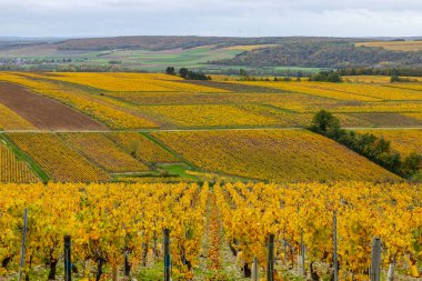 Fransa, Yonne kırsalındaki yuvarlanan tepeleri kaplayan altın renkli Chardonnay üzümleri.