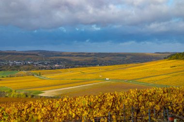 Caddelerde yuvarlanan üzüm bağları, Bourgogne Franche Comte, bulutlu gökyüzünün altında canlı sarı yapraklar gösteriyor.