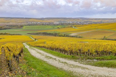 Altından üzümlerle kaplı yuvarlanan tepeler ve tarlalar boyunca uzanan toprak bir patika.