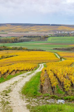 Bourgogne Franche Comte 'un saran arazisine uzanan altın sonbahar üzüm bağları
