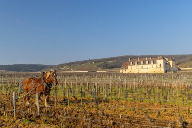 Chateau du Clos de Vougeot, Bourgogne, Fransa ile bir üzüm bağında çalışan at