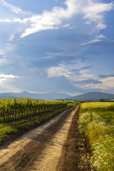 Macaristan 'da yaz aylarında gökyüzünün altında yeşil üzüm bağlarını ve tarlaları geçen kırsal toprak yol
