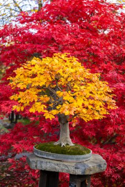 Bonsai ağacı parlak sarı sonbahar yapraklarını kırmızı akçaağaçların arka planıyla çelişiyor.