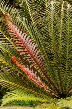 Doğal bir botanik bahçesinde yetişen kırmızı ve yeşil eğreltiotu yaprakları.
