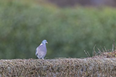Ahşap güvercin Gatteville le Phare 'de kurumuş sarmaşıkla kaplı taş bir duvarda duruyor.