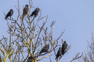 Karga yavruları, açık mavi gökyüzüne tüneyerek doğadaki vahşi yaşamı gösterdiler.