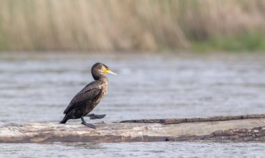 Yumuşak arkaplanlı suda yüzen bir kütük boyunca yürüyen karabatak.