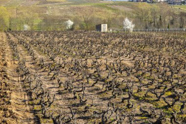 Üzüm bağları Fransa 'nın Beaujolais bölgesinde hareketsiz üzüm bağlarını gösteriyor