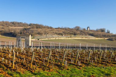 Açık mavi bir gökyüzünün altında uzanan pasif asma ağaçları.