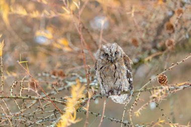 Küçük baykuş bir ağaç dalına tünemiş, Lubochna, Slovakya 'da çevresini gözlemliyor.