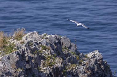 Kuzey İspanya 'da kayalık kıyı şeridi ve mavi okyanus üzerinde yükselen martı.