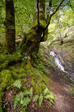 Fransa 'nın Ariege şehrinde yemyeşil orman yosun kaplı ağaçlar, eğreltiotları ve çağlayan bir dereyi gösteriyor.