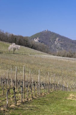Üzüm bağları ve Fransa 'nın Hunawihr kentindeki tepelerde üç ortaçağ şatosuyla çiçek açan kiraz ağacı.