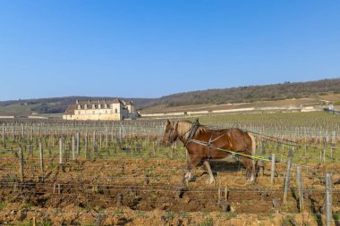 Chateau de Clos de Vougeot yakınlarındaki at sürme üzüm bağı toprağı geleneksel bitki örtüsünü betimliyor.