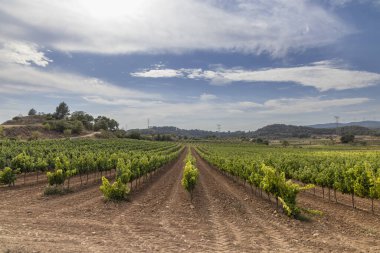 Blancafort, Tarragona 'da mavi bir gökyüzünün altında yeşil üzümler yetişiyor.