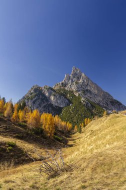 Dolomite dağları ve altın tarlalar İtalya 'nın Cortina d' Ampezzo şehrinde renkli bir sonbahar sahnesi çiziyor.