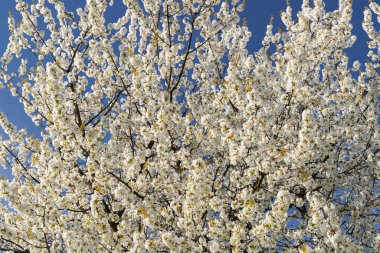 Baharda açık mavi bir gökyüzünün altında bereketli beyaz çiçekler açan kiraz ağacı.