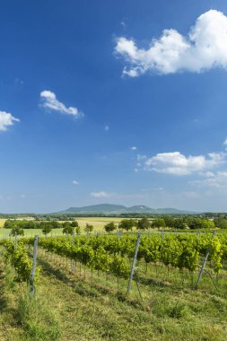 Mavi gökyüzünün altında uzanan yeşil üzüm bağları, Ivan, Jihomoravsky kraj