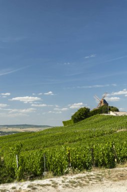 Verzenay, Fransa 'daki canlı yeşil üzüm bağlarının üzerinde duran yel değirmeni.