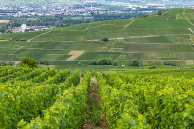 Ay Şampanyası, Marne, Fransa 'daki bir köye giden tepeleri kaplayan yeşil üzüm bağları