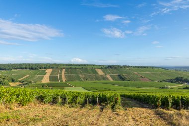 Burgundy, Fransa 'da güneşli bir arazide uzanan yeşil üzüm bağları sıraları