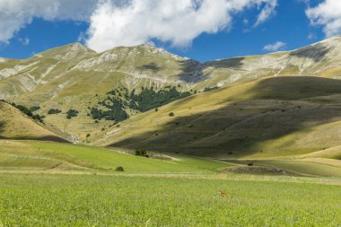 Geniş yeşil alanlar ve tepeler mavi gökyüzü ile buluşuyor, vahşi tilki ön planda yürüyor