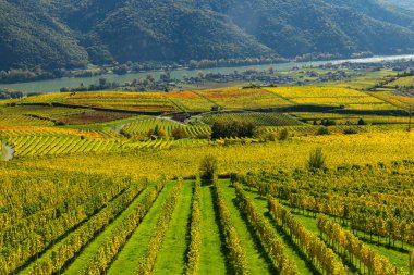 Der Vachau, Aşağı Avusturya 'da, Weisenkirchen' de sonbahar boyunca kayan üzüm bağları manzarası
