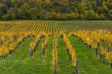 Fransa 'nın Jura bölgesindeki bir orman hattına uzanan altın sonbahar üzüm bağı sıraları