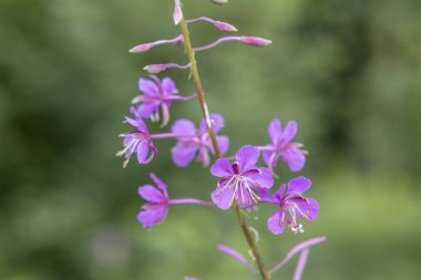 Yosun çiçekleri çiçek açar, canlı mor yapraklar ve narin erkek organlarını gösterir.