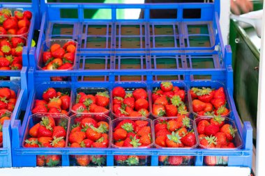 Çilekler bir market tezgahında mavi sandıkların içinde plastik kaplarda sunuluyor.