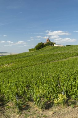 Üzüm bağları, mavi gökyüzünün altında geleneksel bir yel değirmeniyle bir tepenin üzerinde uzanıyor.