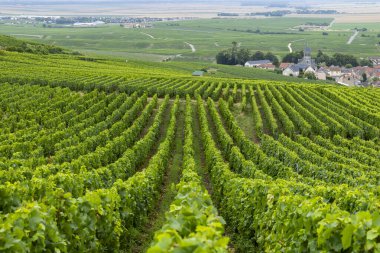 Sırayla büyüyen yeşil üzümler uzak Marne Vadisi 'ndeki bir köyle yamaçları kaplıyor.