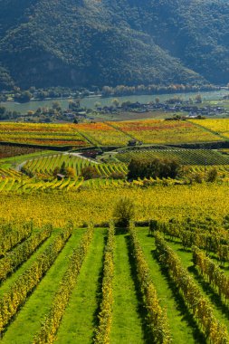 Avusturya 'nın aşağısındaki Tuna nehri boyunca uzanan sonbahar renkli üzüm bağları
