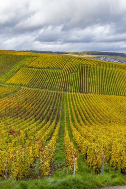 Grand Est, Marne, Fransa 'daki Grauves üzüm bağı bulutlu bir gökyüzünün altında canlı sonbahar renklerini gösteriyor.