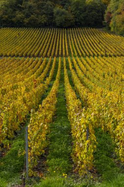 Mancy 'de sonbahar boyunca canlı sarı ve yeşil yapraklar sergilenen üzüm bağları.