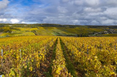Lieu dit Alancourt, Mancy 'de bulutlu bir gökyüzü altında altın üzüm bağları sıraları