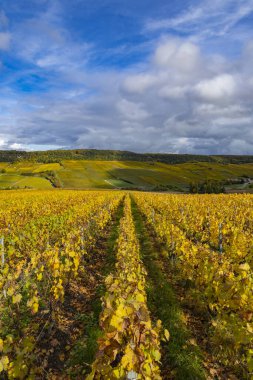 Üzüm bağları, Grand Est bölgesinde bulutlu bir gökyüzünün altında altın sonbahar yapraklarını sergiliyor.