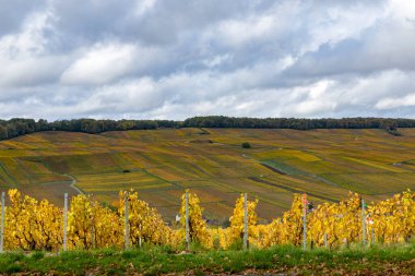 Yuvarlanan üzüm tepeleri bulutlu bir gökyüzünün altında canlı sarı sonbahar yapraklarını gösteriyor.