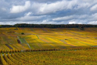 Grand Est bölgesinde kayan üzüm bağları canlı altın sonbahar yapraklarını gösteriyor.