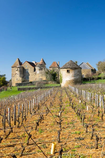 Saone et Loire 'da güneşli bir bahar gününde tarihi bir şatoya ve yuvarlak bir kuleye çıkan üzüm bağı sıraları.