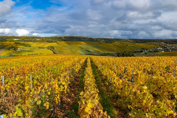 Lieu dit Alancourt, Mancy 'de bulutlu bir gökyüzü altında altın üzüm bağları sıraları