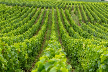 Beyaz Coteaux, Marne, Grand Est bölgesi boyunca uzanan yeşil üzüm bağları.
