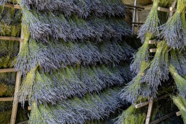 Hasattan sonra kurutmak için ahşap raflarda sallanan lavanta demetleri